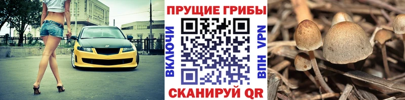 Купить закладки  Знаменск  Псилоцибиновые грибы MAGIC MUSHROOMS 